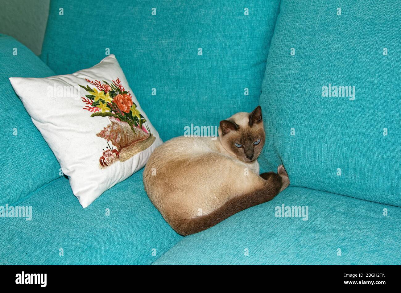 Tonkinese Katze, liegend auf Aqua Sofa, durch besticktes Kissen, bequem, reine Nachzucht, Katze, Haustier, blaue Augen, beige Fell, dunkle Punkte, PR Stockfoto