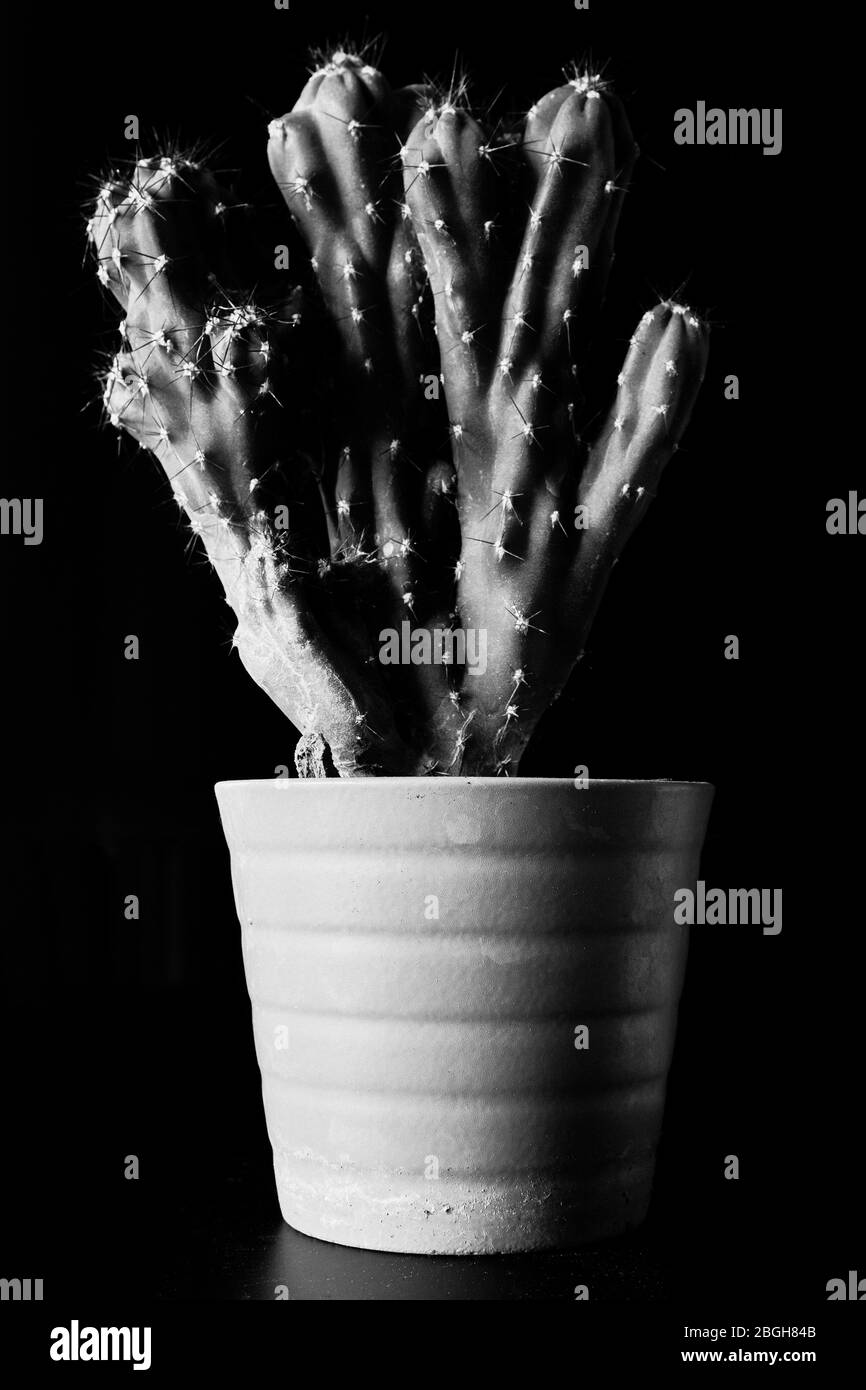 Kleiner Kaktus in einem Pflanzentopf vor einem dunklen schwarzen Hintergrund, nur die Pflanze im Licht. Schwarz und Weiß Stockfoto