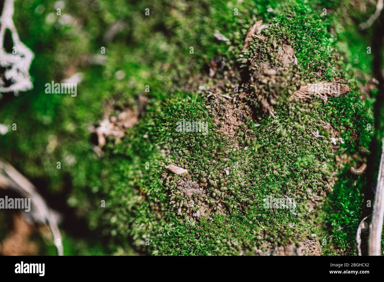 Schönes grünes Moos in der Wildnis Stockfoto