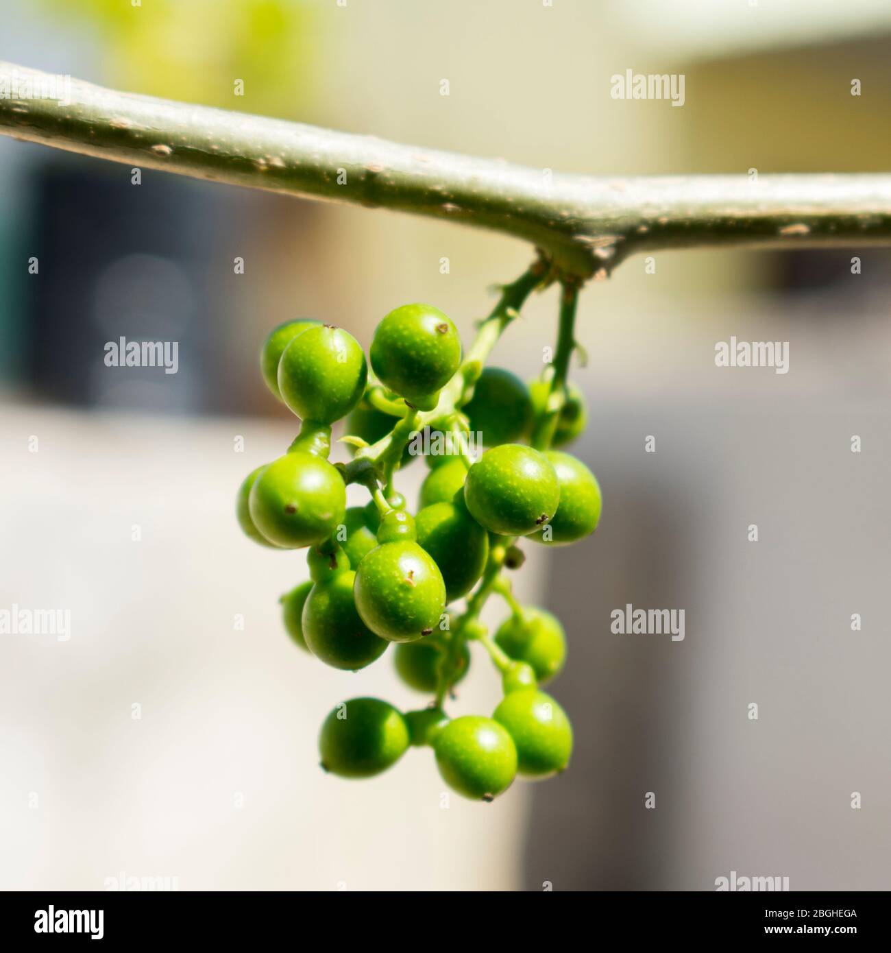 Tinospora cordifolia, Giloy Natural Herb, um das Immunsystem leicht in Indien verfügbar zu verbessern. Früchte, Pflanze, Blatt , Stamm, Zweig Stockfoto