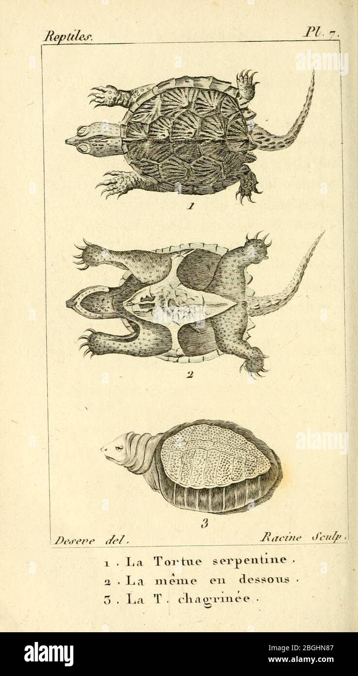 Histoire naturelle des Reptiles, avec Figuren dessinées d'après Natur Stockfoto