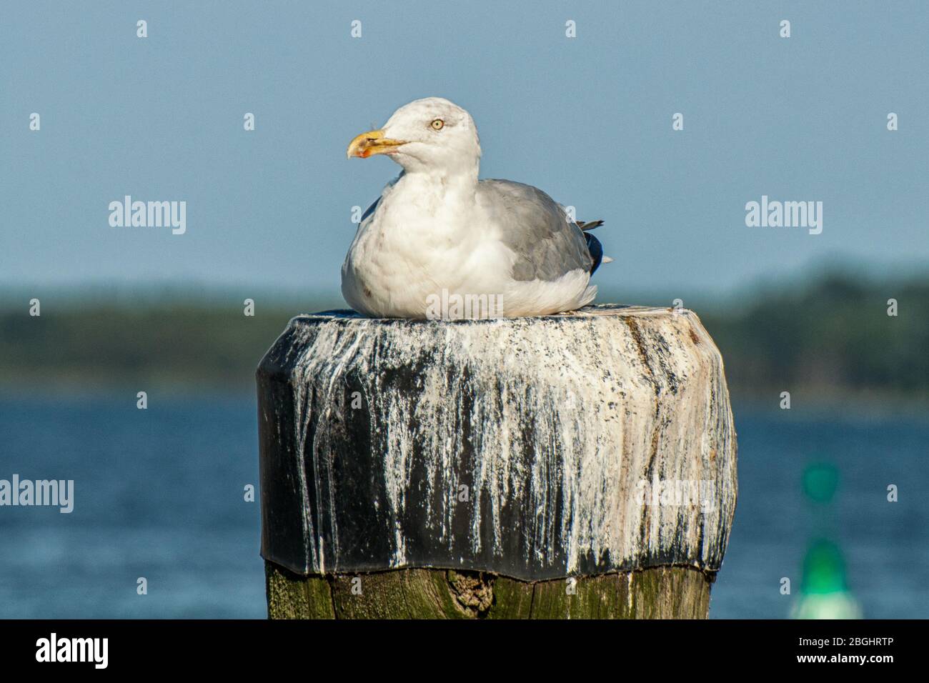 Eine Möwe sitzt auf einem Pfosten Stockfoto