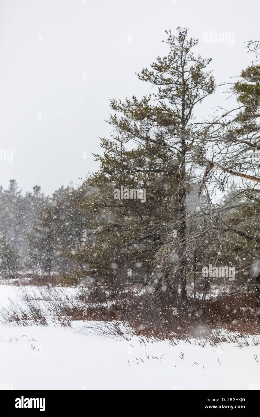 Schnee fällt auf Eastern White Pines, Pinus Strobus, an einem Wintertag in der Nähe von Whitefish Point auf der Upper Peninsula, Michigan, USA Stockfoto