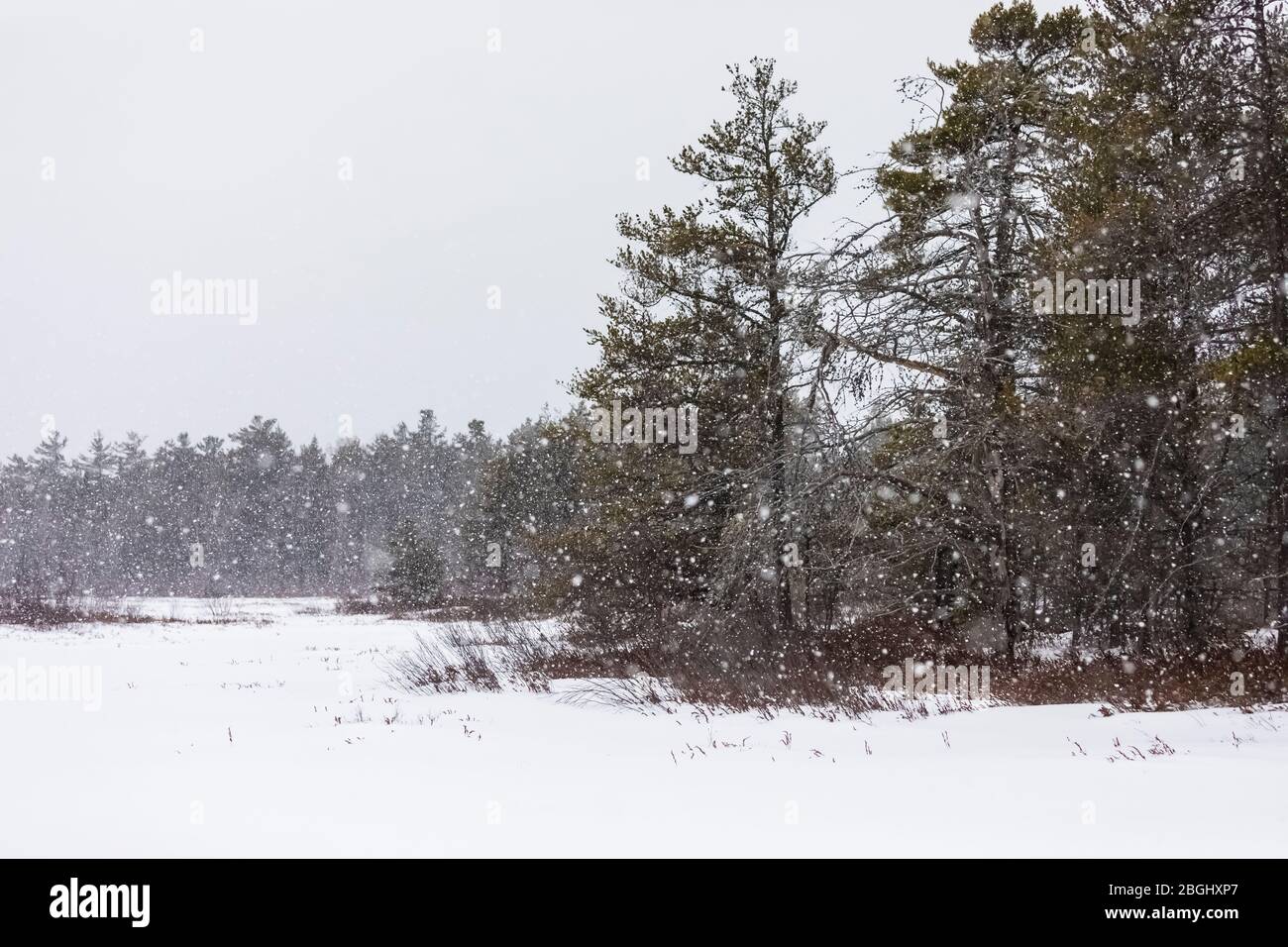 Schnee fällt auf Eastern White Pines, Pinus Strobus, an einem Wintertag in der Nähe von Whitefish Point auf der Upper Peninsula, Michigan, USA Stockfoto