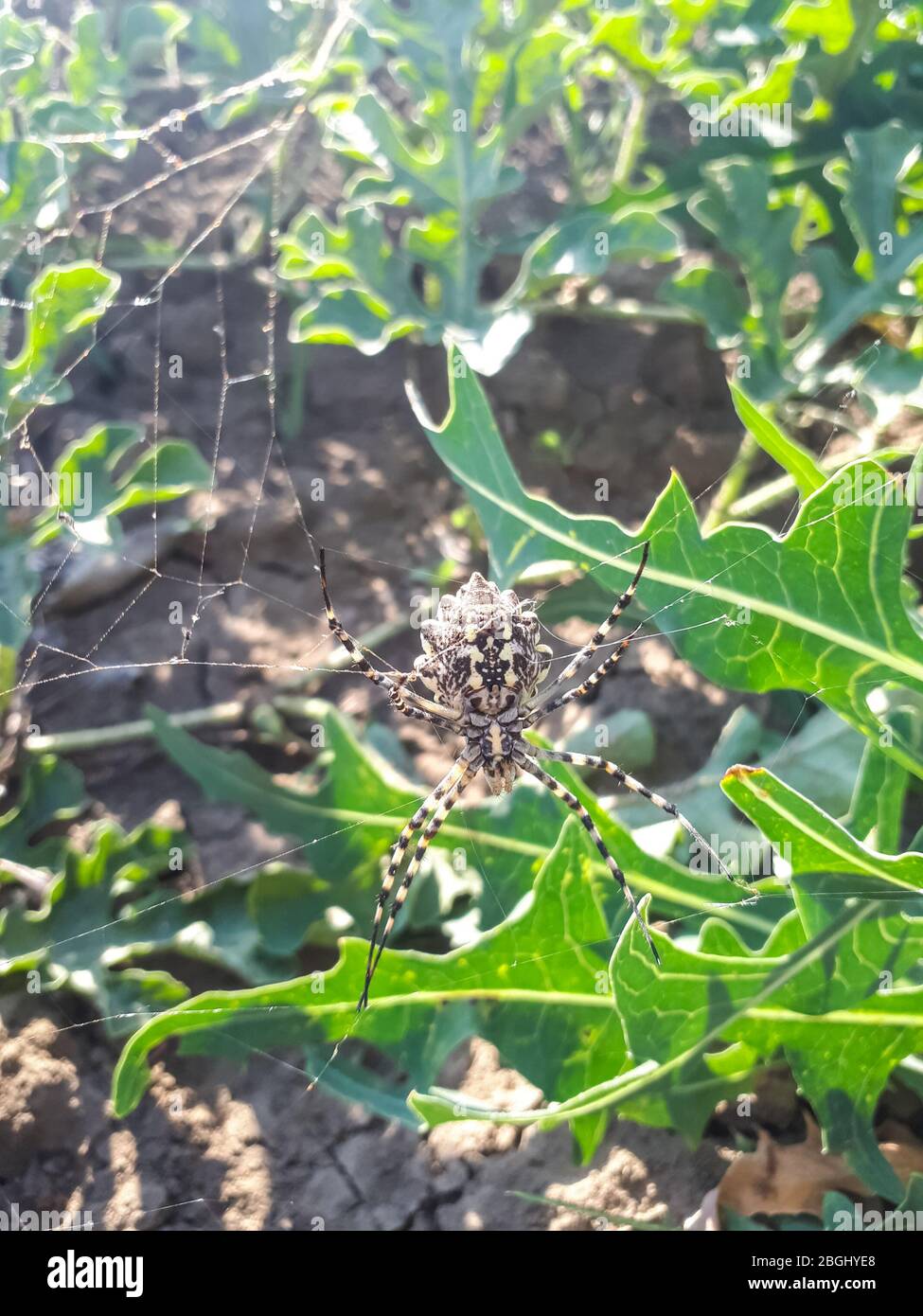 Agriopa Spinne in seinem Jagdnetz. Agriopa Spinne in seinem Jagdnetz. Argiope bruennichi Stockfoto
