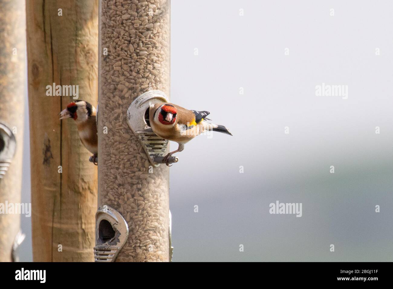 Ein schöner Goldfink auf einem Vogelfutterhäuschen in der Sonne Stockfoto