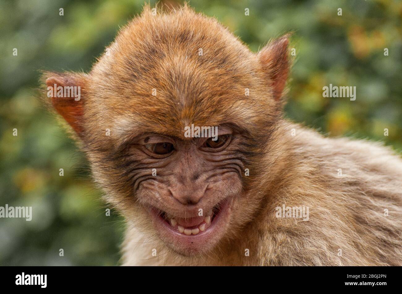 Nahaufnahme des Kopfes eines Berbermakaken Stockfoto