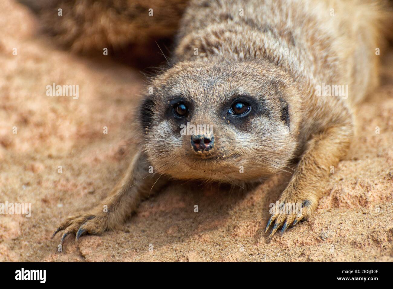 Nahaufnahme eines Erdmännchenkopfes Stockfoto