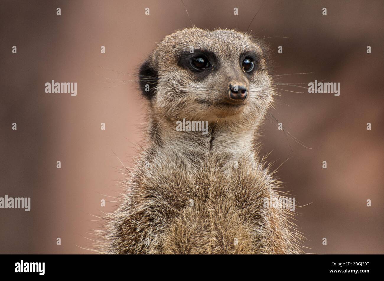 Nahaufnahme eines Erdmännchenkopfes Stockfoto