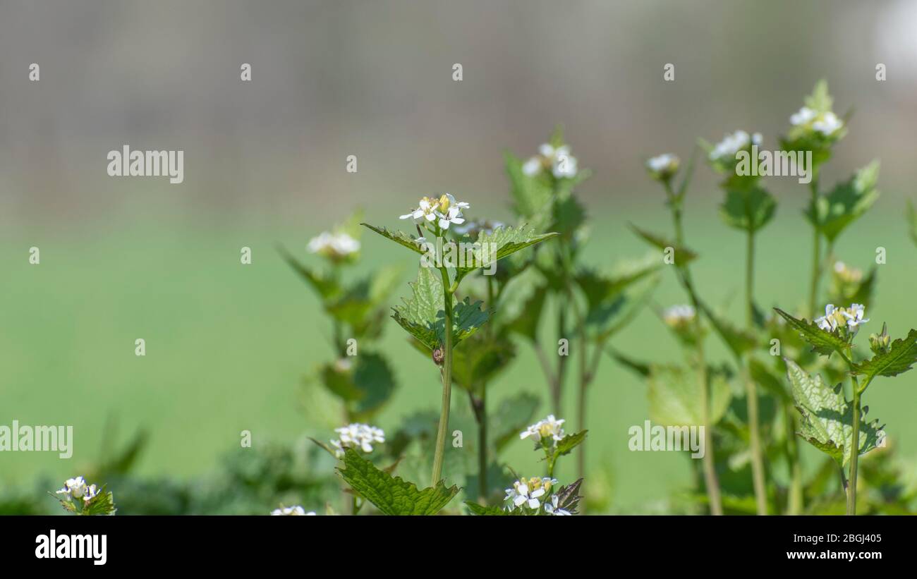 Knoblauchsenf in der Blüte, Alliaria-petiolata Stockfoto