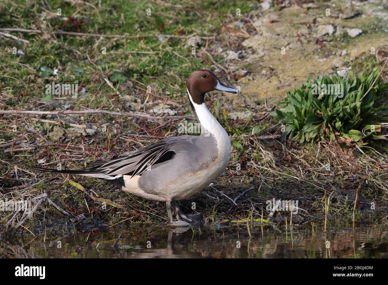 Drake nördlichen Pintail Stockfoto