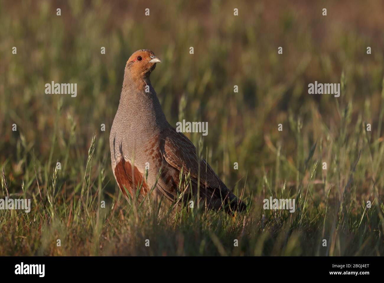 Grey Partridge hält Gebiet bei Cley Marshes NWT Stockfoto