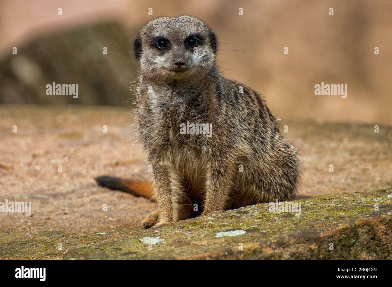 Nahaufnahme eines Erdmännchenkopfes Stockfoto