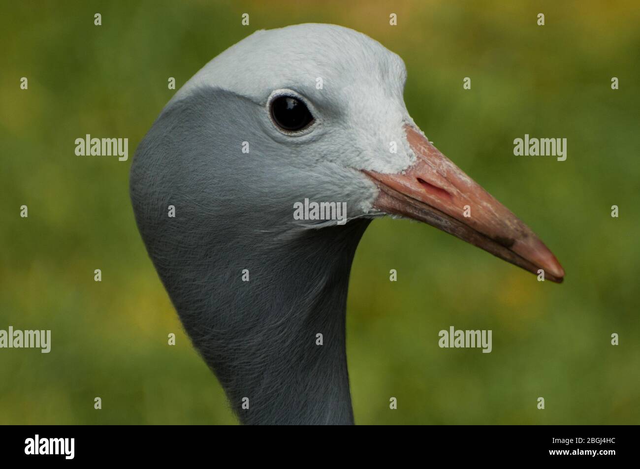 Nahaufnahme des Kopfes eines Paradieskrains Stockfoto