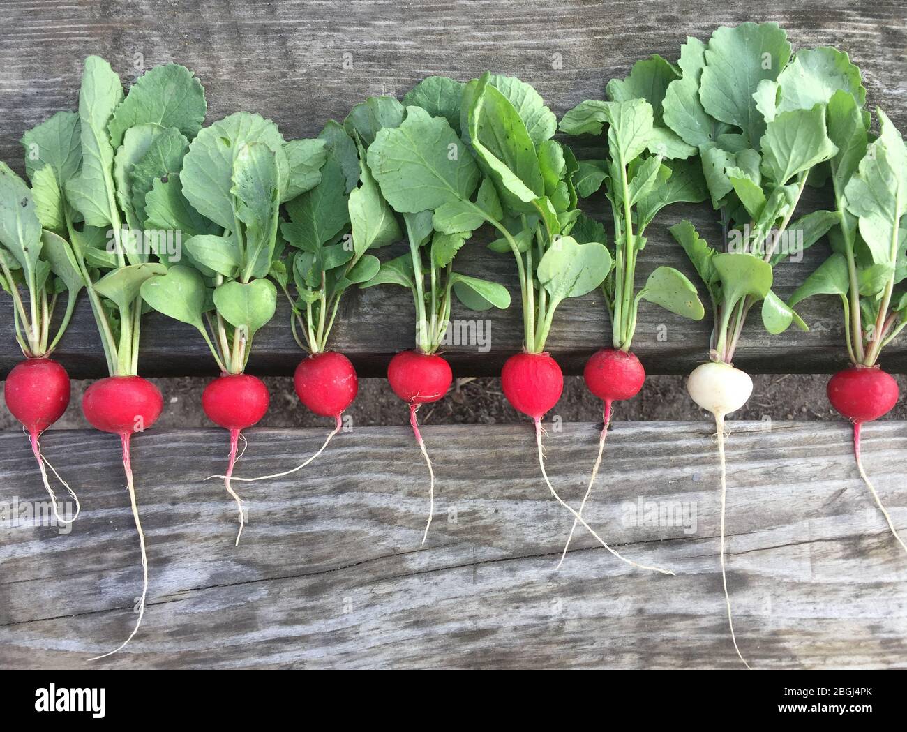 Ernte Radieschen, rote und weiße Radieschen. Anbau von Bio-Gemüse auf Ihrem eigenen Gemüsegarten. Kreatives Ideenkonzept Stockfoto