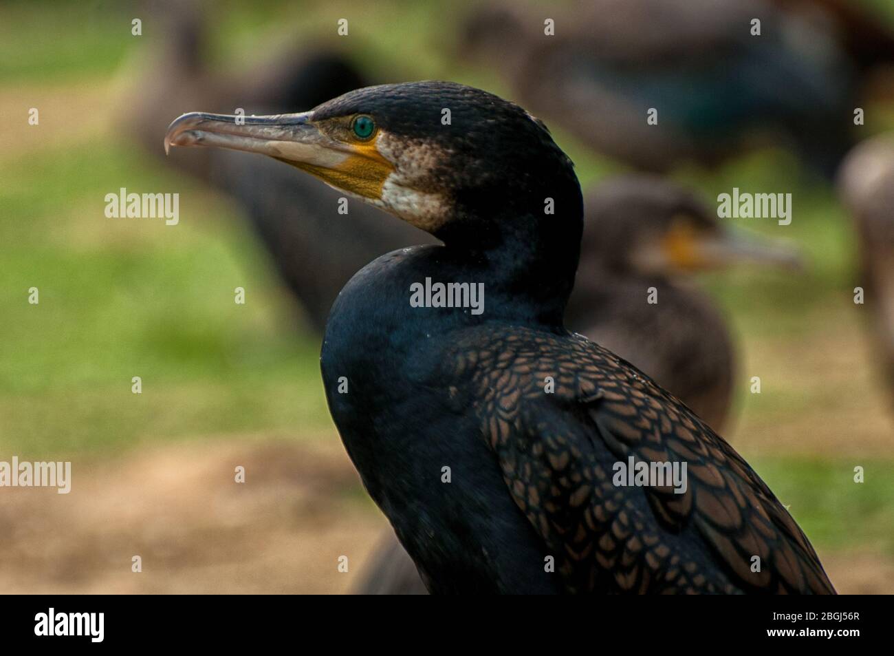 Nahaufnahme des Kopfes eines Kormorans Stockfoto