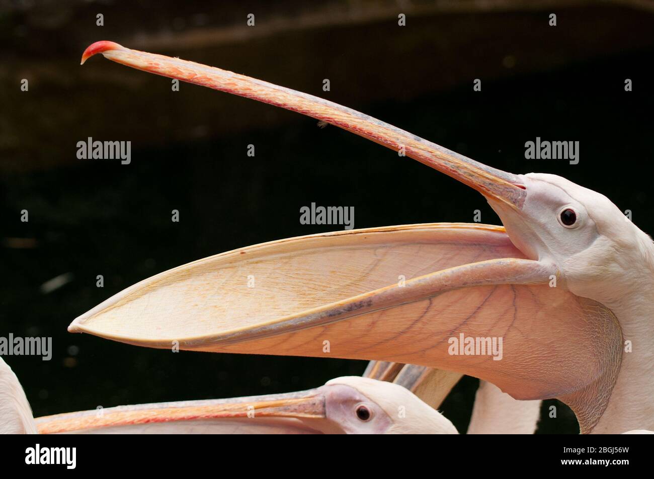 Nahaufnahme des Kopfes eines rosa Pelikans Stockfoto