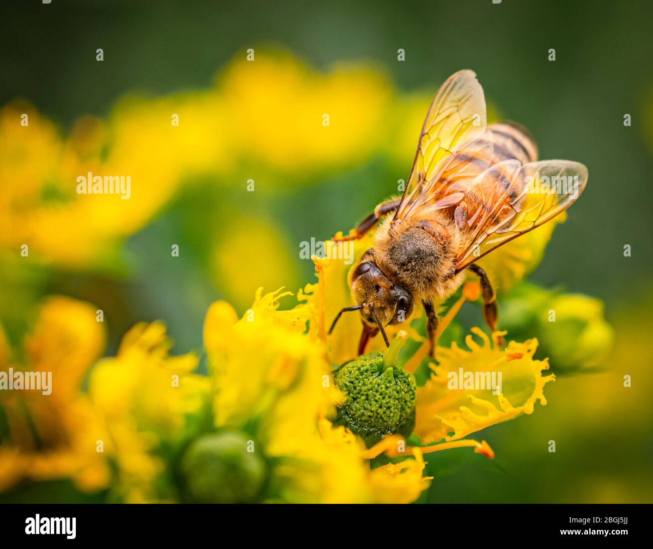 Nahaufnahme der niedlichen Biene auf gelben Blumen Stockfoto