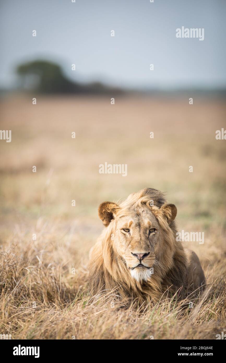 Busanga Plains, ein exklusives Safari-Ziel im Kafue National Park, im Nordwesten Sambias, ist die Heimat eines Stolz der afrikanischen Löwen, Panthera leo. Stockfoto