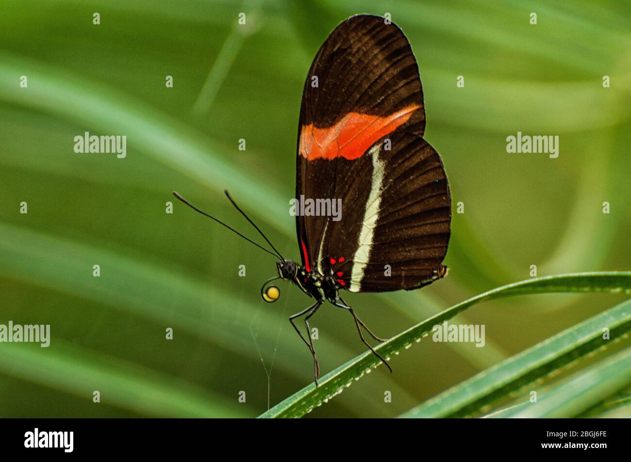 Ein Schmetterling sitzt auf einem Blatt Stockfoto