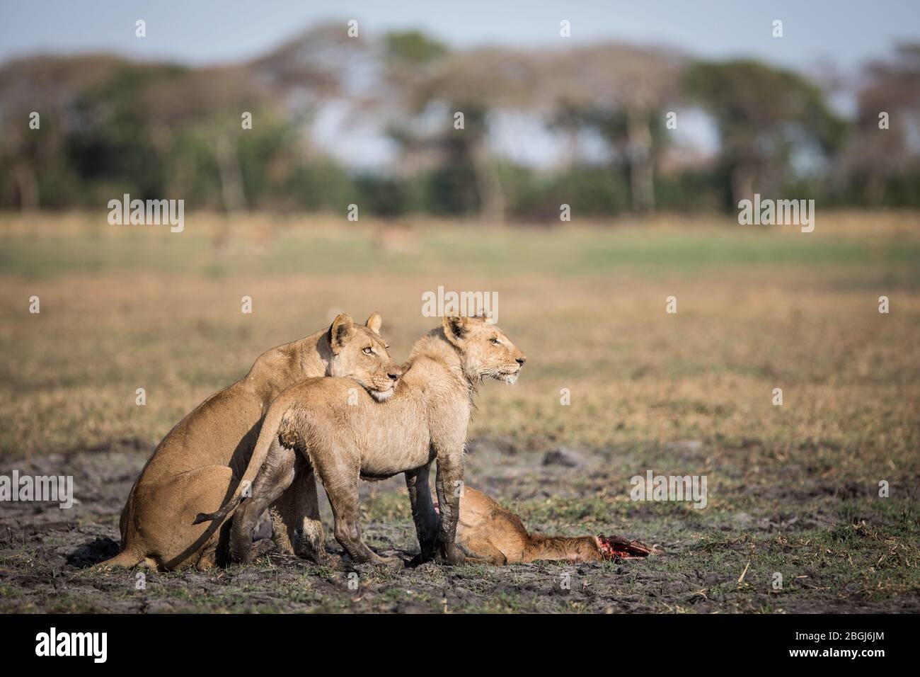 Busanga Plains, ein exklusives Safari-Ziel im Kafue National Park, im Nordwesten Sambias, ist die Heimat eines Stolz der afrikanischen Löwen, Panthera leo. Stockfoto