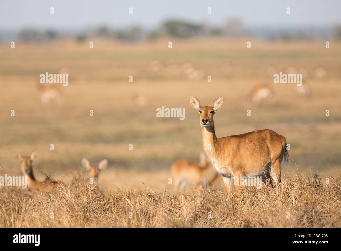 Busanga Plains ist ein exklusives Safari-Ziel im Kafue National Park, North Western Province, Sambia, wo blühende Puku- und Lechwe-Herden leben Stockfoto