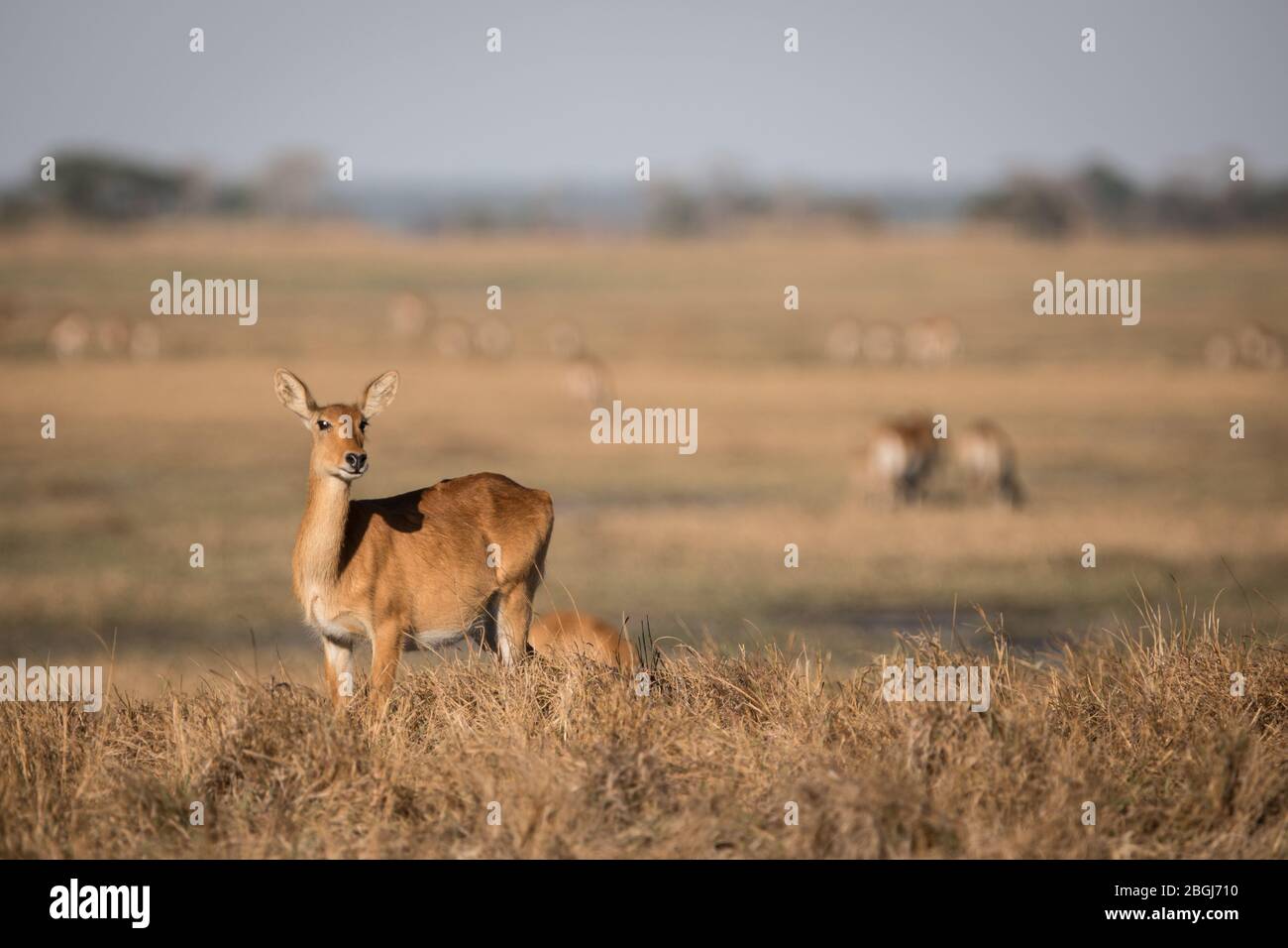 Busanga Plains ist ein exklusives Safari-Ziel im Kafue National Park, North Western Province, Sambia, wo blühende Puku- und Lechwe-Herden leben Stockfoto