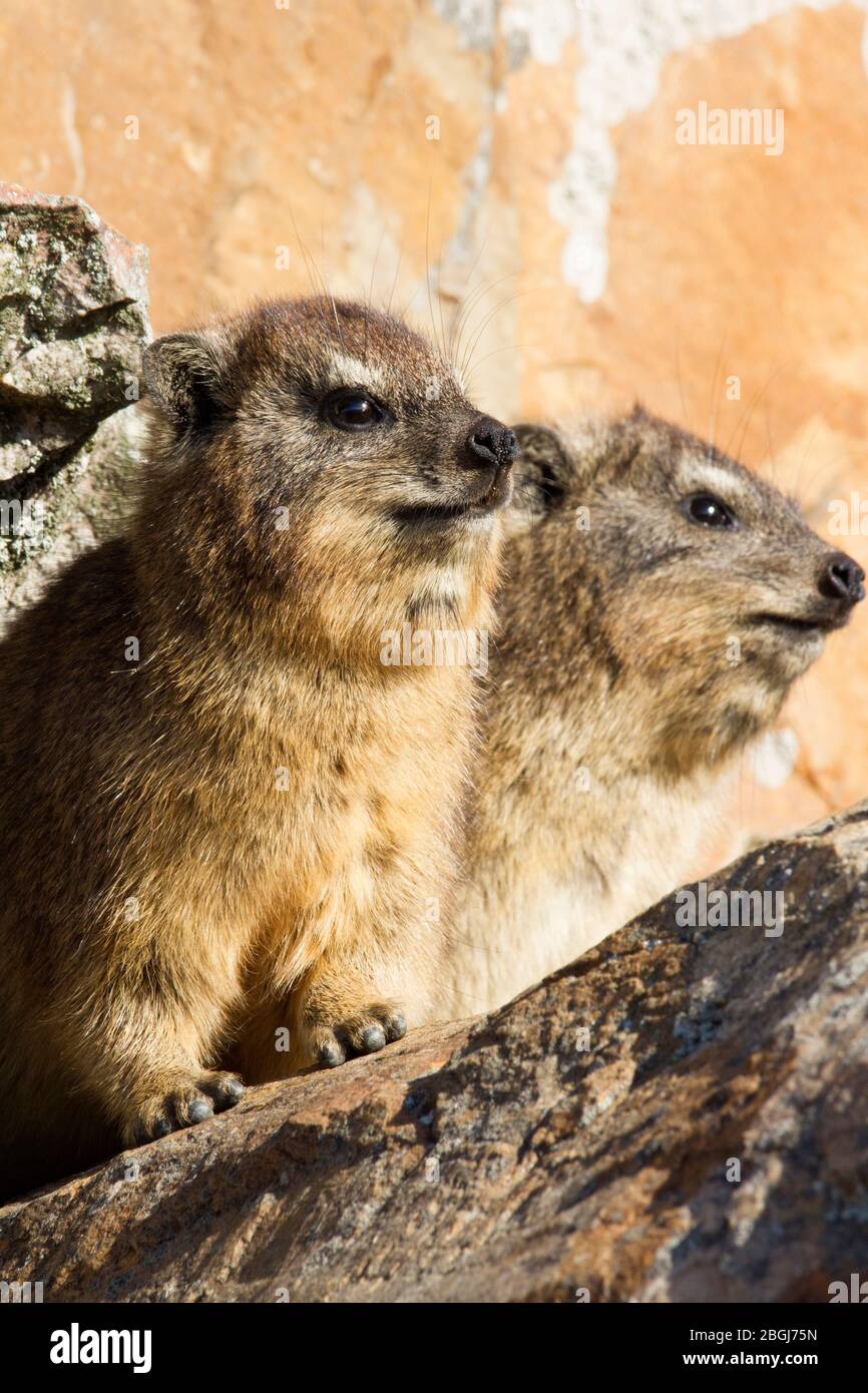 Der Felsenhyrax, auch Kaphyrax, Felsenkaninchen und coney genannt, ist ein mittelgroßes terrestrisches Säugetier, das in Afrika und im Nahen Osten beheimatet ist. Stockfoto