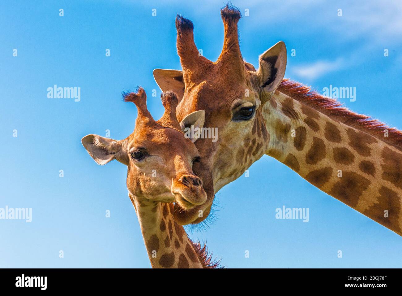 Eine Giraffe mit ihrem Baby Stockfoto