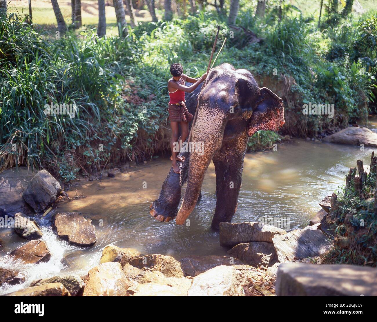 Mann, der Elefanten im Fluss wäscht, Central Province, Sri Lanka Stockfoto