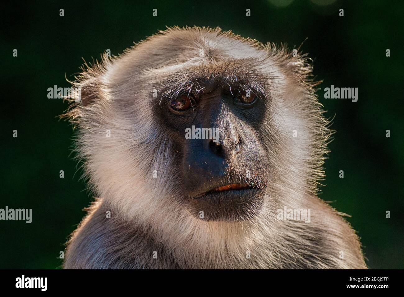 Nahaufnahme des Kopfes eines Hanuman Langur Stockfoto