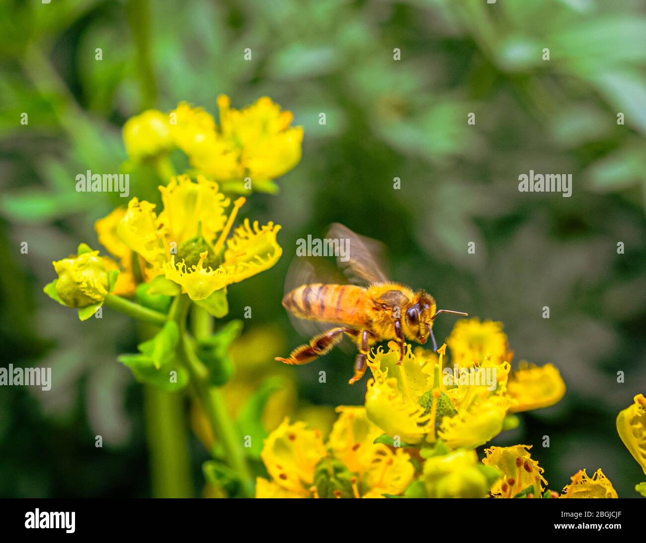 Nahaufnahme der niedlichen Biene auf gelben Blumen Stockfoto