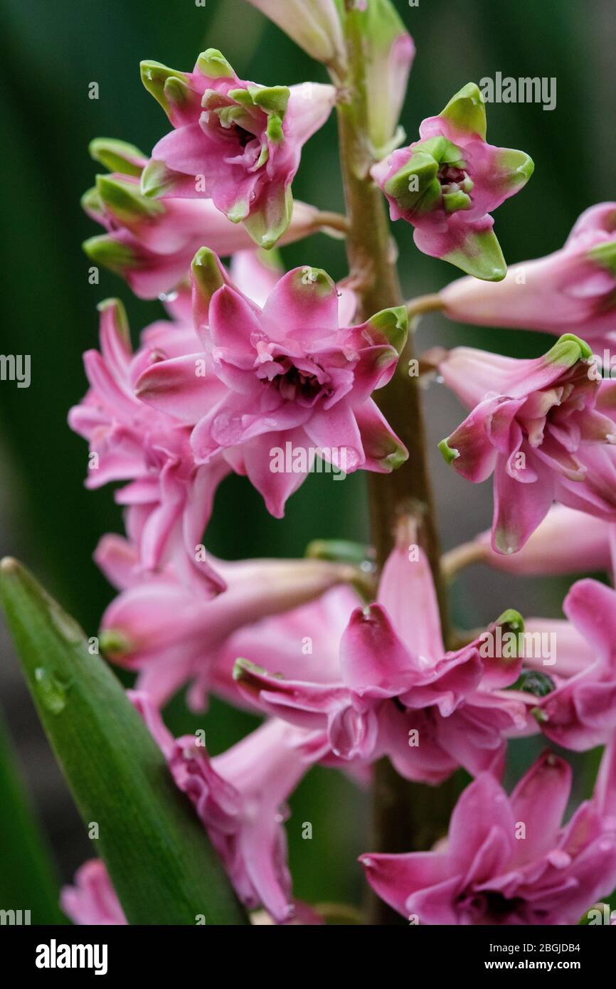 Terry Hyazinthe blüht im Frühling im Garten. Stockfoto