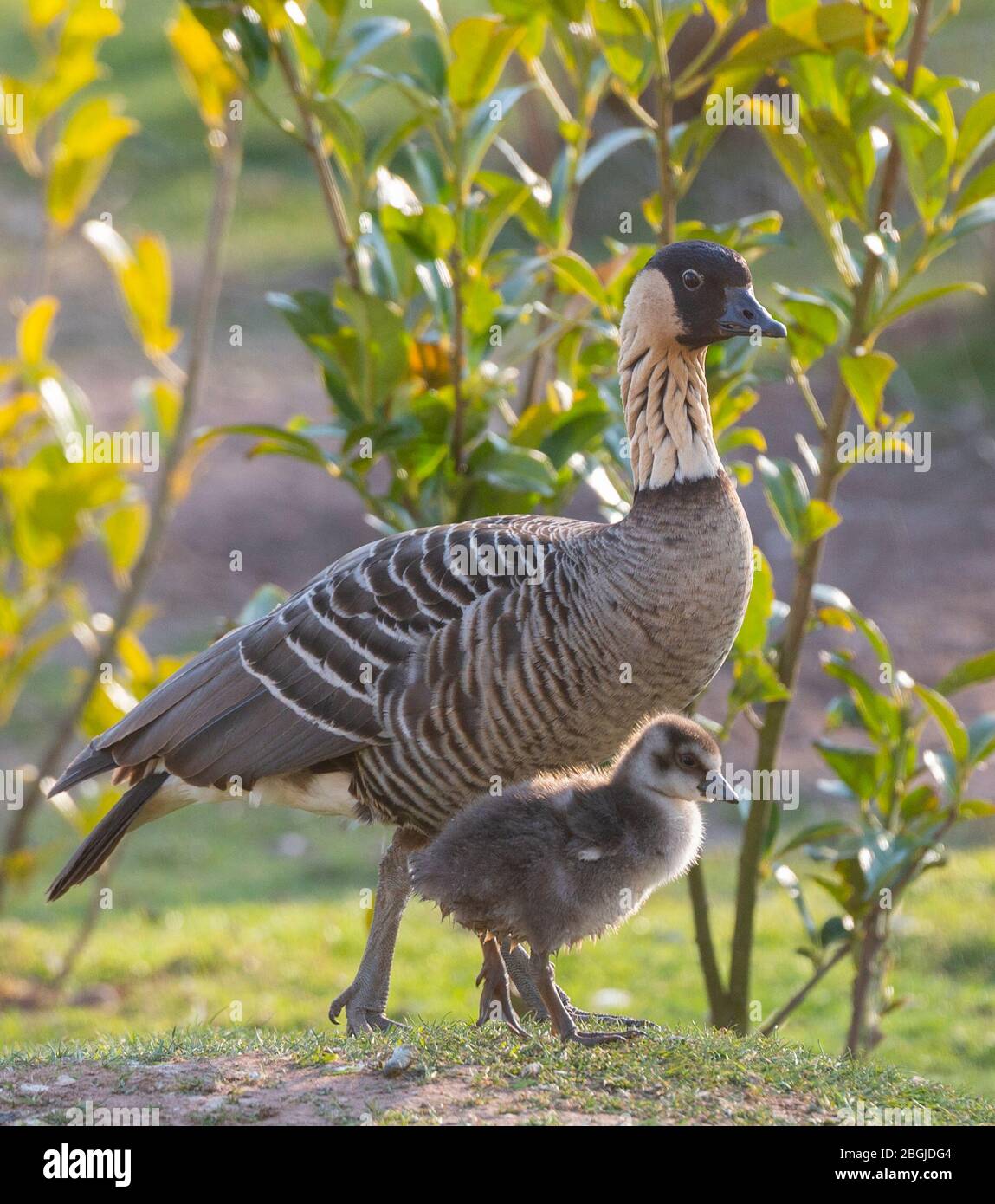 Oxton, Scottish Borders, Schottland. 21. April 2020 Bird Gardens Scotland ist ein Vogelschutzzuchtzentrum mit Sitz in Oxton, Scottish Borders, und Heimat von über 300 Vögeln Bilder zeigen ein Baby Nene Goosing, das mit seinen stolzen Eltern, den sehr seltenen Hawaiiigänsen, seine Sachen streut. Die Nene ist die seltenste Gans der Welt. Es wird angenommen, dass es einmal üblich war, mit etwa 25,000 Hawaiiianer, die in Hawai'i lebten, als Captain James Cook 1778 ankam. Kredit: phil wilkinson/Alamy Live News Stockfoto