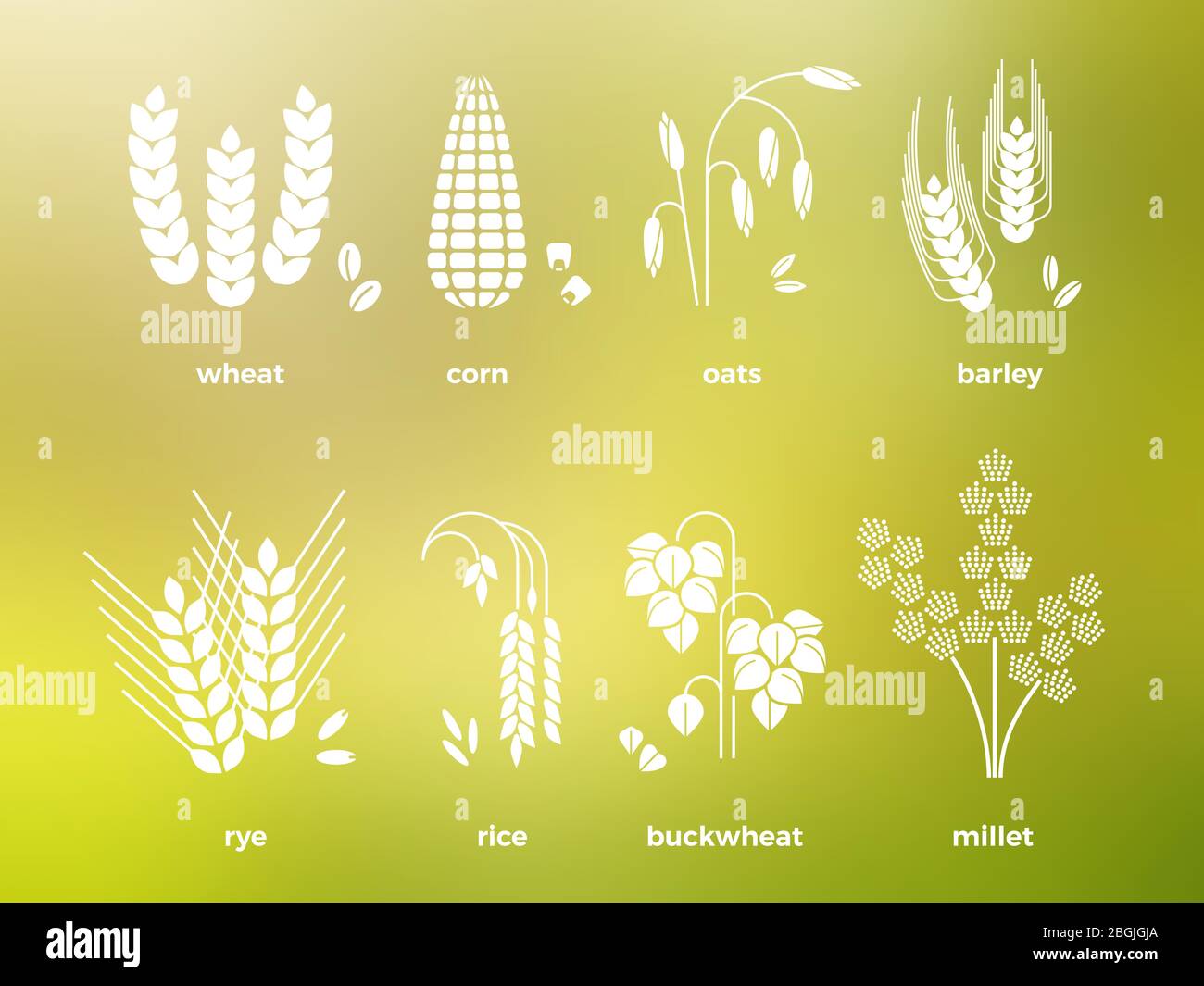 Weiße Getreidekörner Symbole des Sets. Reis und Weizen, Mais, Hafer, Roggen, Gerste. Vektorgrafik Stock Vektor