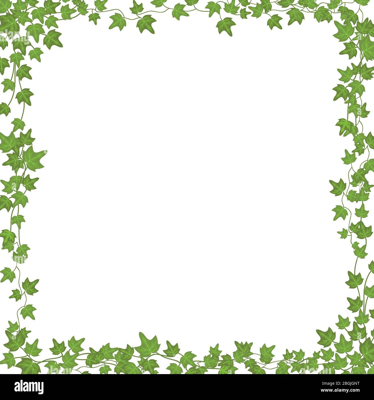 Efeu-Reben mit grünen Blättern. Floraler Vektor rechteckiger Rahmen isoliert auf weißem Hintergrund. Illustration grüne Pflanze, Zweig Rebe Zweig, Efeu rechteckigen Rahmen mit Kopie Raum Stock Vektor