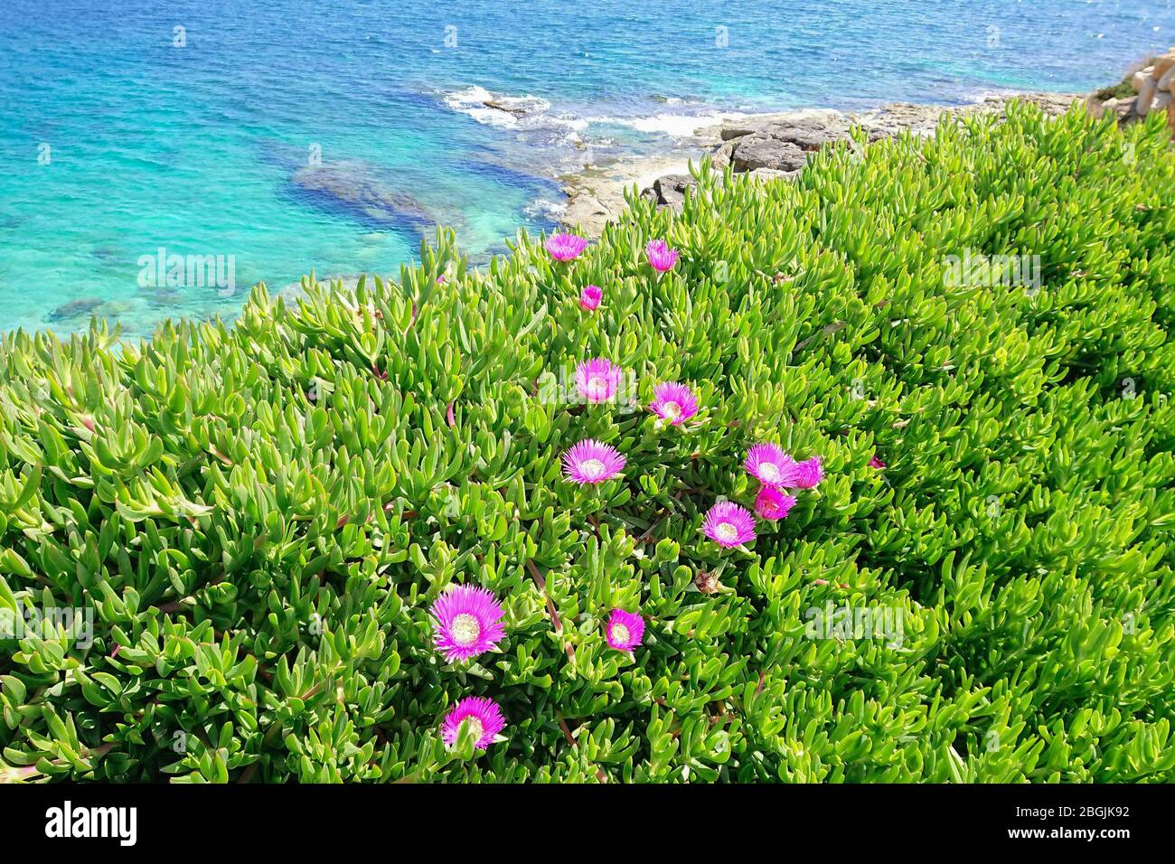 Blühende Blume von Carpobrotus Chilensis entlang der Küste des Mittelmeers. Typische Sukkulente Pflanze für subtropische Gebiete Stockfoto
