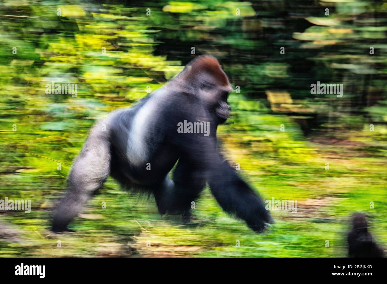 Gorilla Gorilla (Gorilla Gorilla Gorilla). Dominanter Silberrücken-Rüde. Bai Hokou. Dzanga Sangha Special Dense Forest Reserve, Central African Re Stockfoto