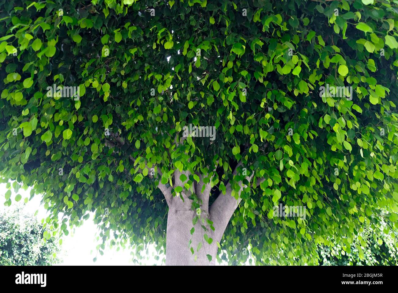 Lebhaft grünes Laub, Baldachin eines frischen grünen Baumes mit vielen kleinen Blättern, Low-Angle-Bild. Stockfoto