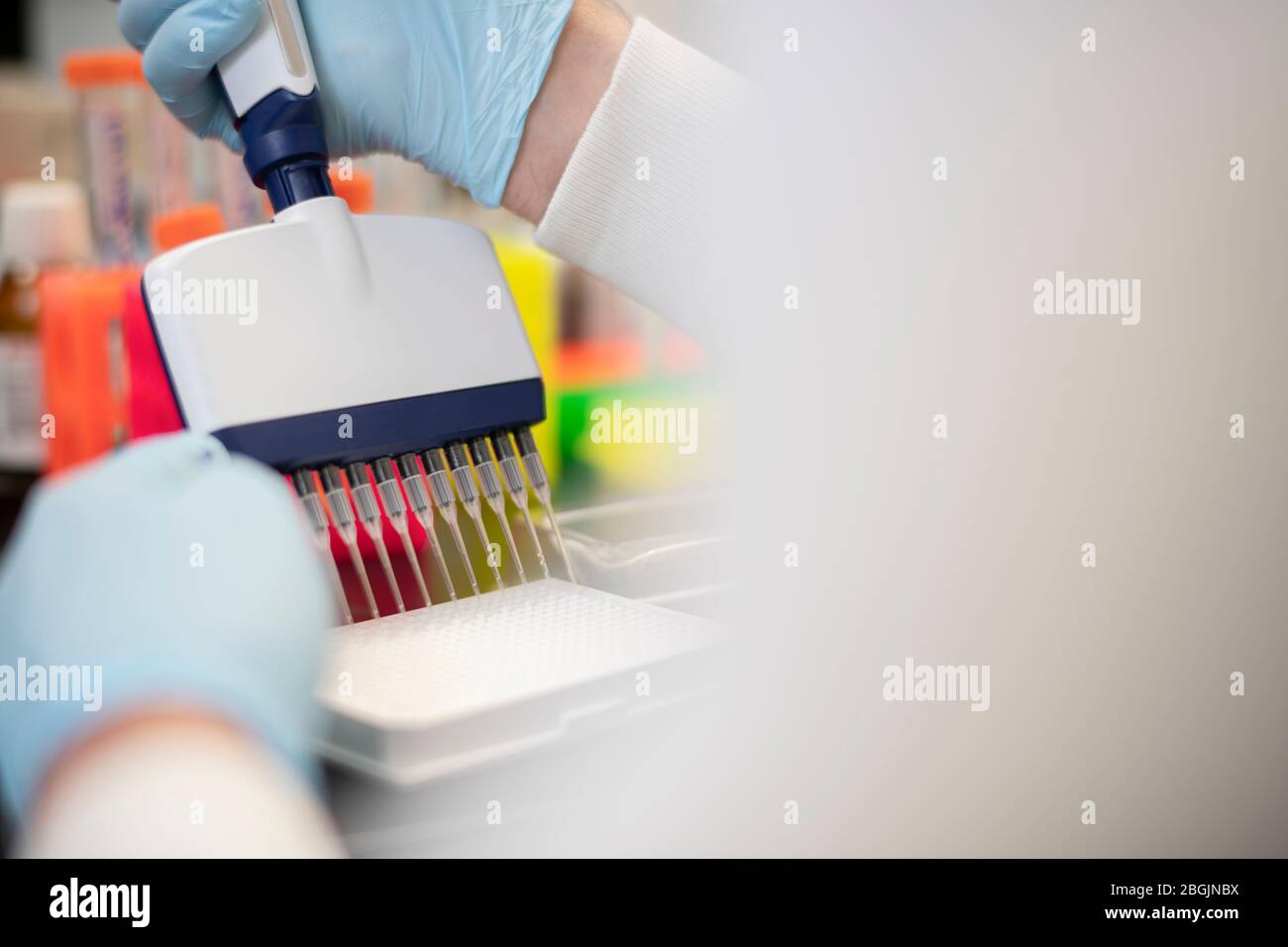 Nahaufnahme der Hände und Mehrkanalpipette in einem Biotech-Labor Stockfoto