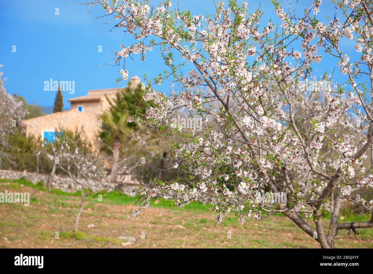 Mallorca, Balearen Inseln, Spanien, Europa Stockfoto