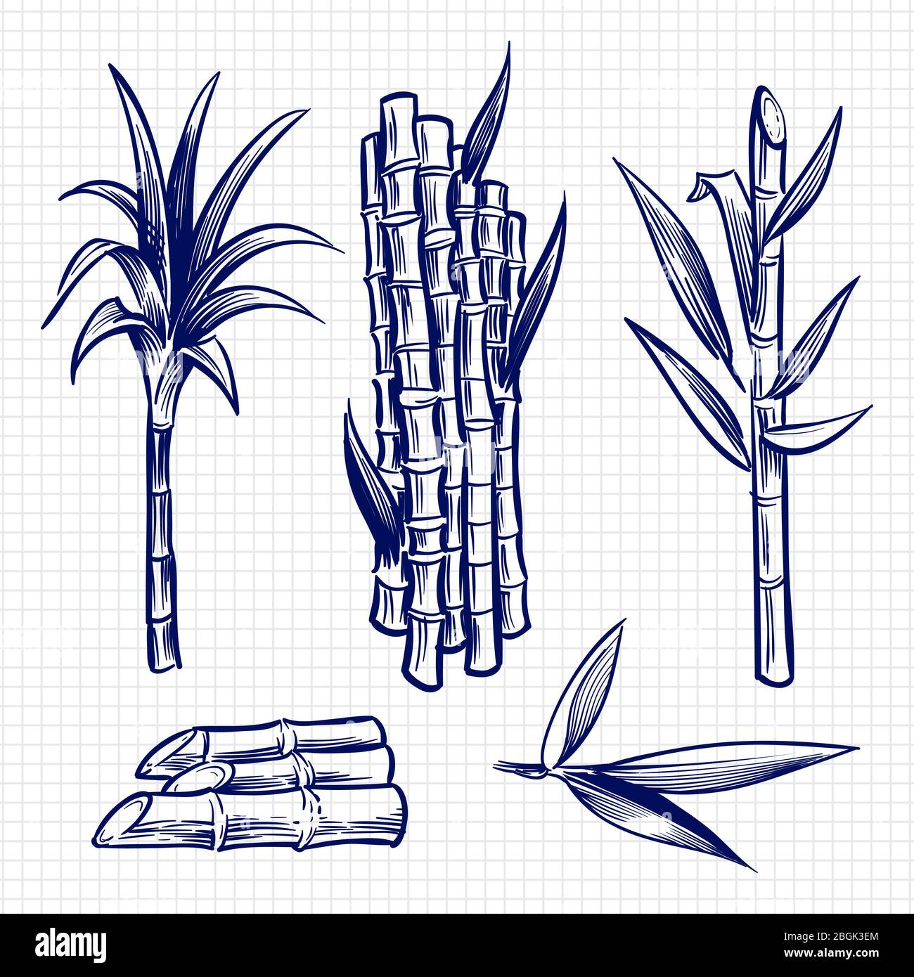 Handgezeichnetes Zuckerrohr Set Vektor-Illustration. Rohrpflanze, Zuckerzusatzstoff Stamm, Zuckerrohr Ernte Stiel Stock Vektor