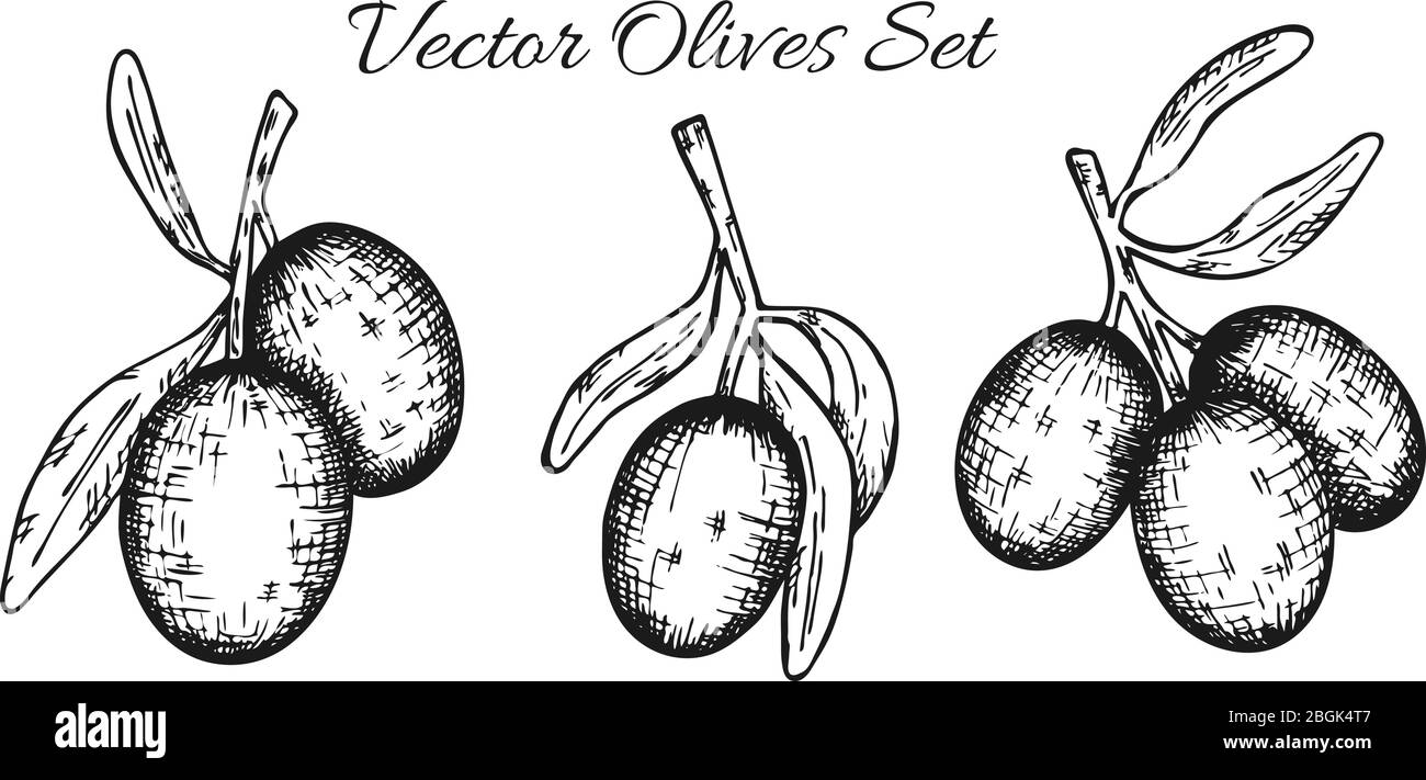 Satz von Olivenbaum Zweig. Handgezeichneter Stil. Vektorskizze Stock Vektor