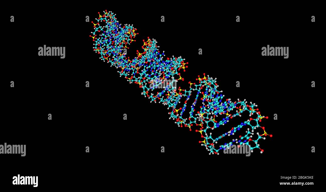 Desoxyribonukleinsaure Oder Dna Ist Ein Molekul Das Die Meisten Genetischen Anweisungen Tragt Die Beim Wachstum Der Entwicklung Der Funktion Und Der Reproduktion Verwendet Werden Stockfotografie Alamy