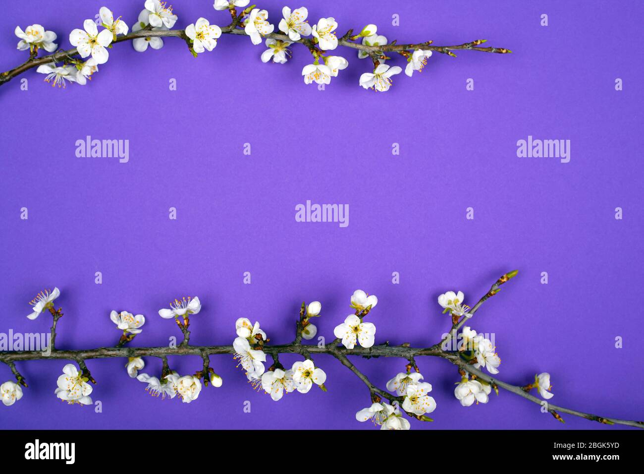 Blühende Zweige Aprikosen Frühling lila Schönheit Hintergrund Layout flach legen. Stockfoto