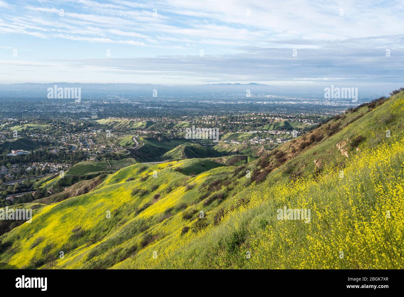 Vorstadtwildblumen Hügel und Tal Blick Häuser im Norden Los Angeles, Kalifornien. Stockfoto
