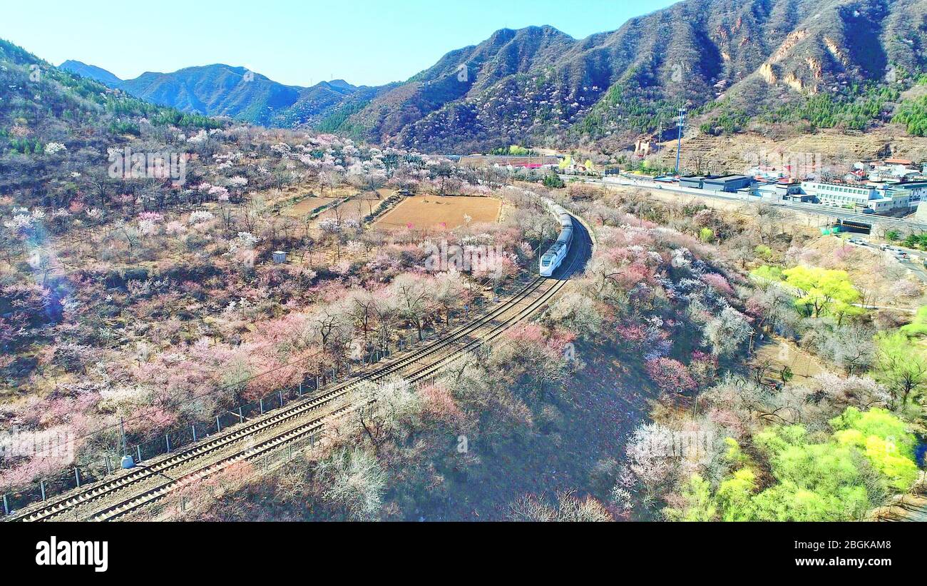 Der Schnellzug S2 fährt durch einen Blumenpfad unter dem Juyong Pass, einen Bergpass und einen Abschnitt der Großen Mauer in Peking, China, am 27. März 2020. Stockfoto