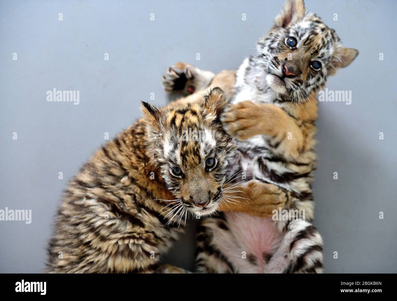 Zwei kleine Südchinesische Tiger spielen im Zoo im Wangcheng Park in Luoyang, der zentralchinesischen Provinz Henan, am 27. März 2020. Stockfoto