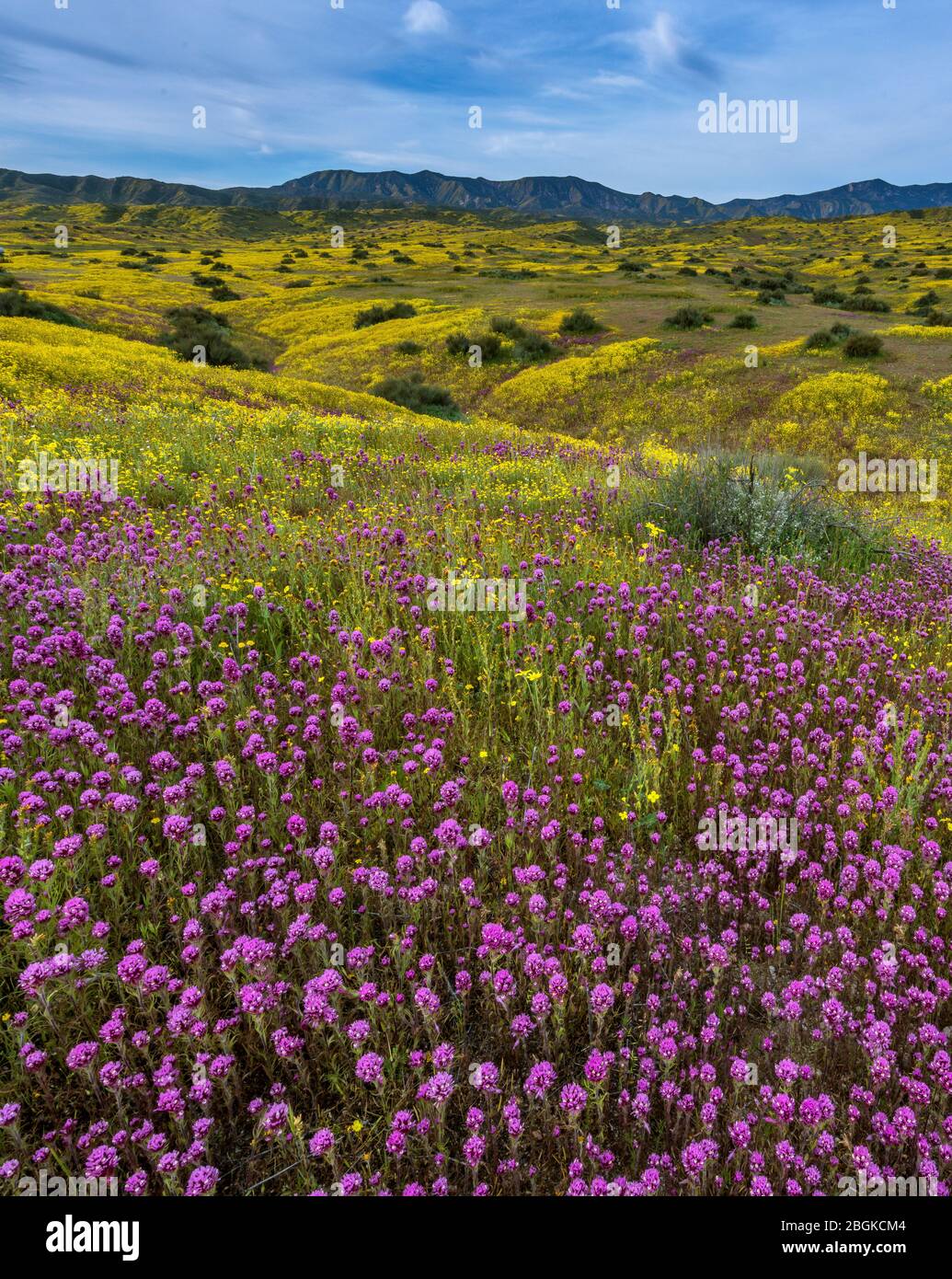 Eulen Klee, Monolopia, Caliente, Carrizo Plain National Monument, San Luis Obispo County, Kalifornien Stockfoto