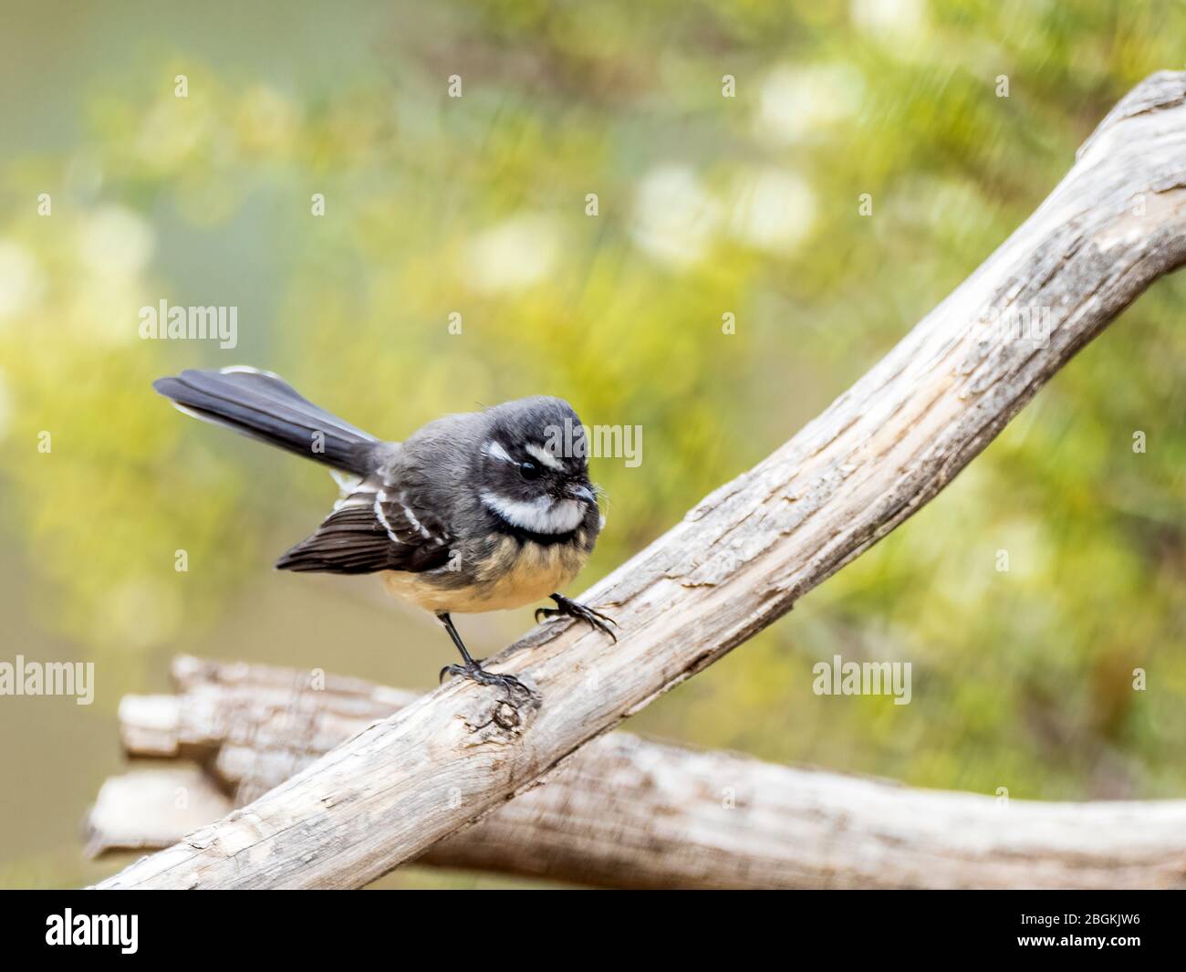 Grauer Fantail (Rhipidura albiscapa). Beide Geschlechter sind im Aussehen ähnlich: Gefieder ist oben grau, weiße Augenbraue, Kehle und Schwanzränder. Stockfoto